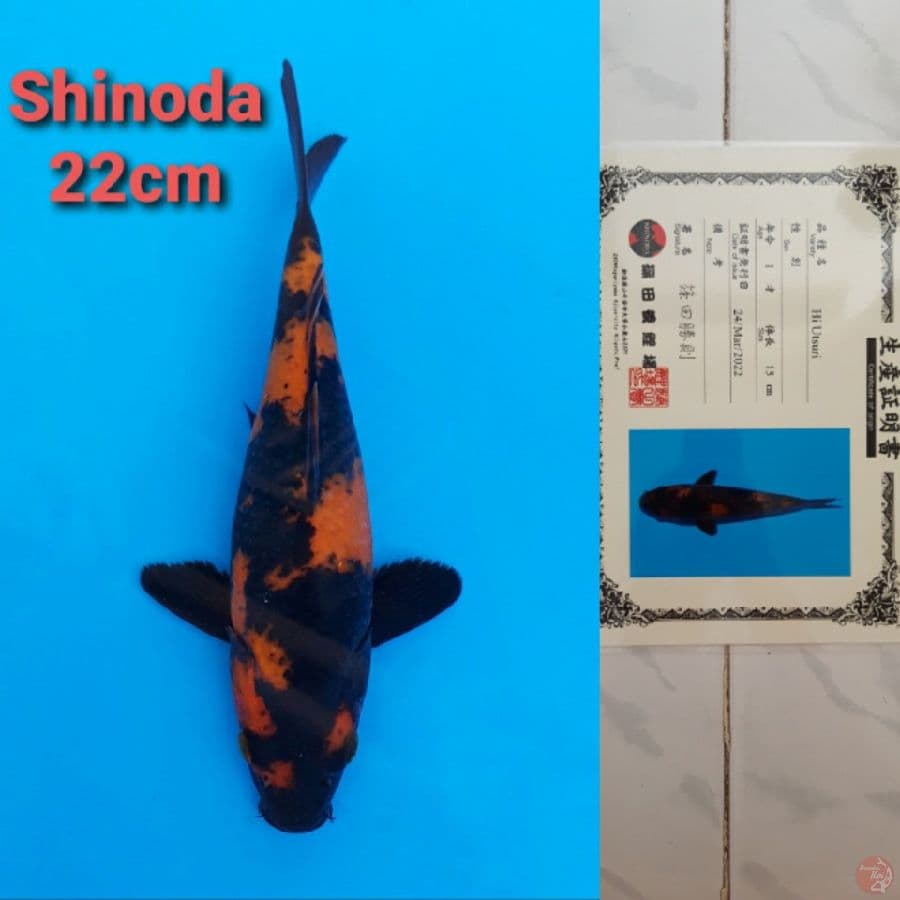 SHINODA HIUTSURI 22CM
