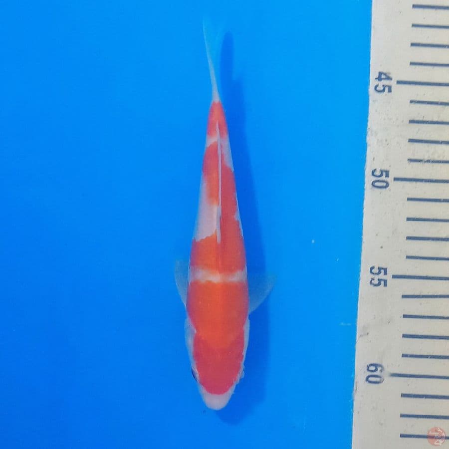 kohaku F1