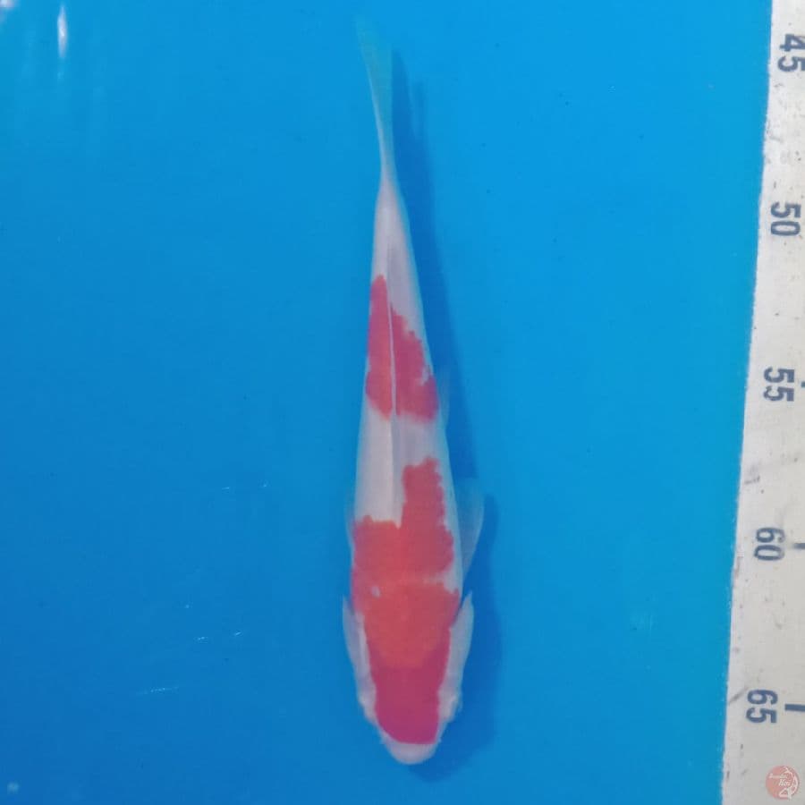 kohaku F1