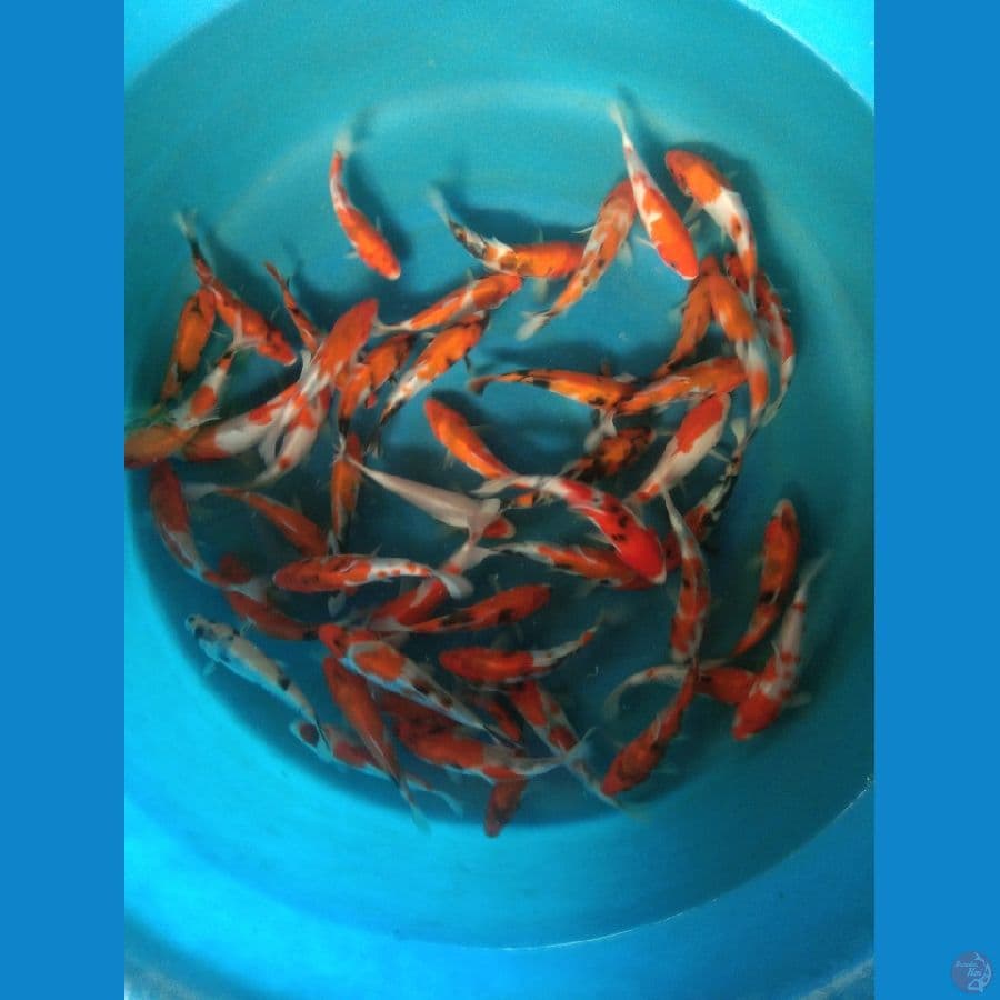 Sowa size 15cm 17cm Jumlah 60ekor