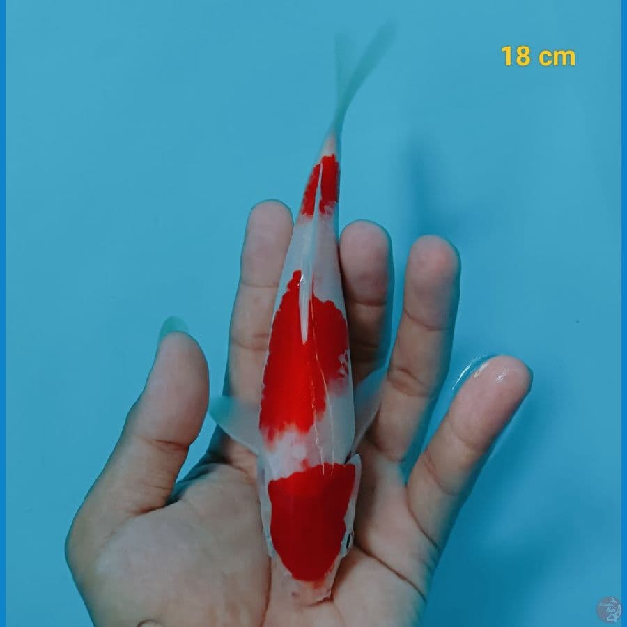 strong 18 cm