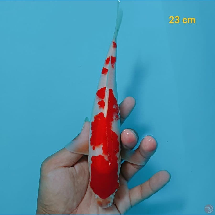 strong 23 cm