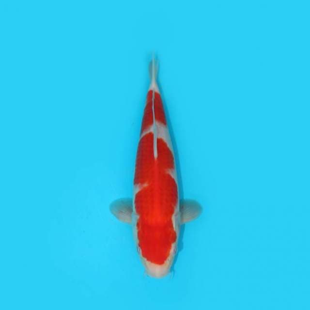 KOHAKU 28 CM