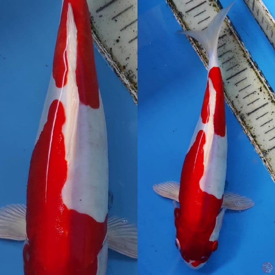 kohaku doitsu 2 step.. //30cm