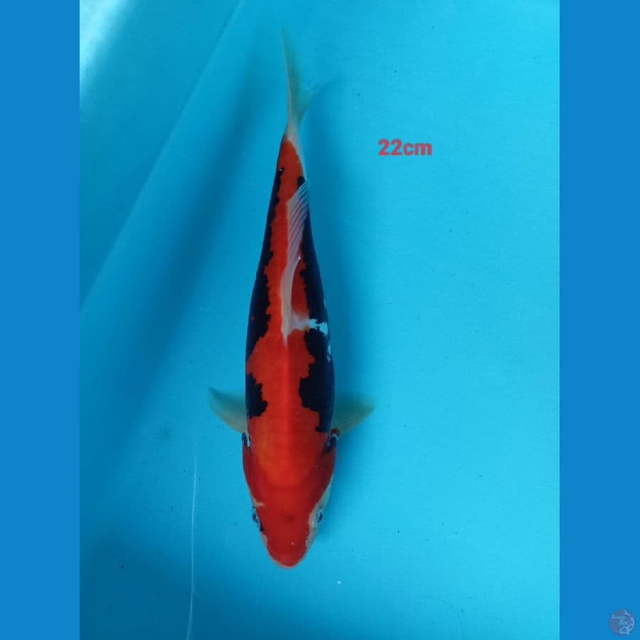benykumon 22 cm