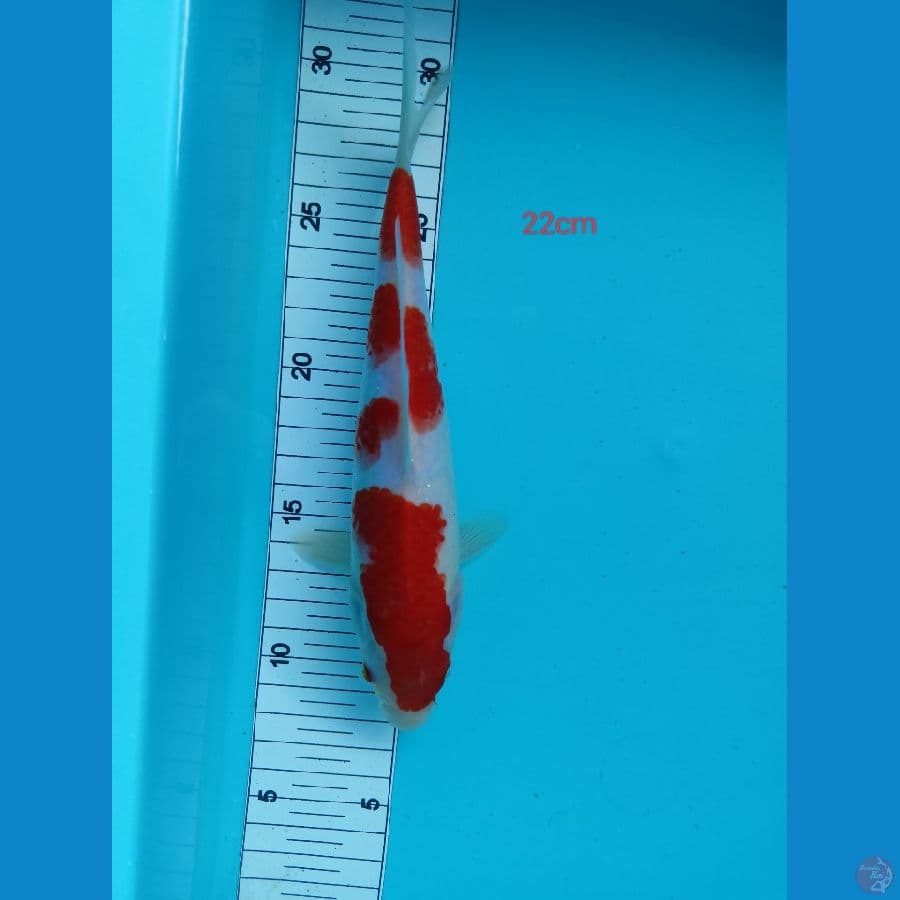 kohaku 22 cm