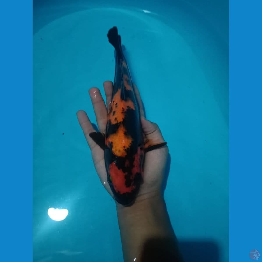 Hiutsuri 30cm