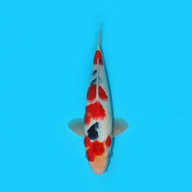 SHOWA 28 CM