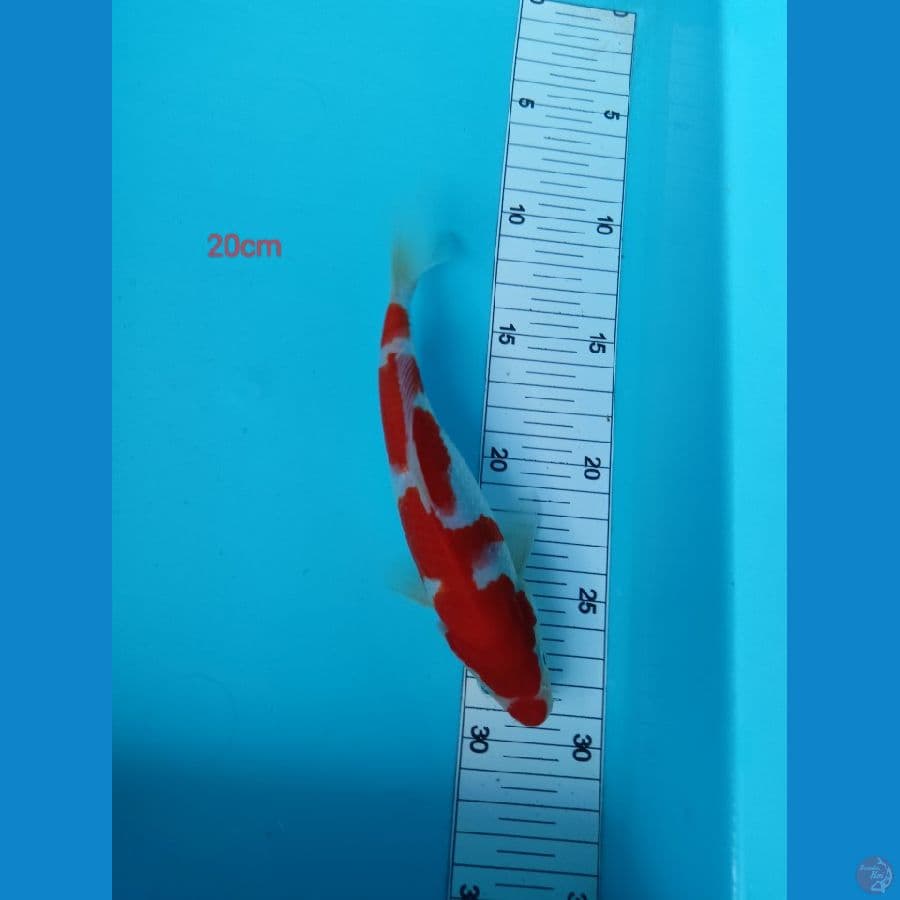inazuma 20 cm