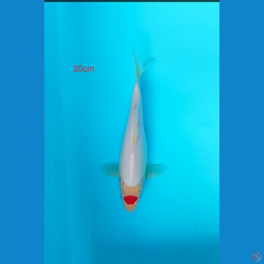 tancho 22 cm