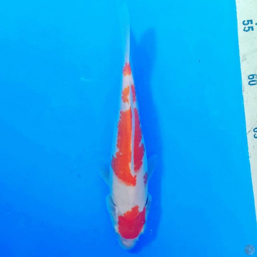kohaku F1