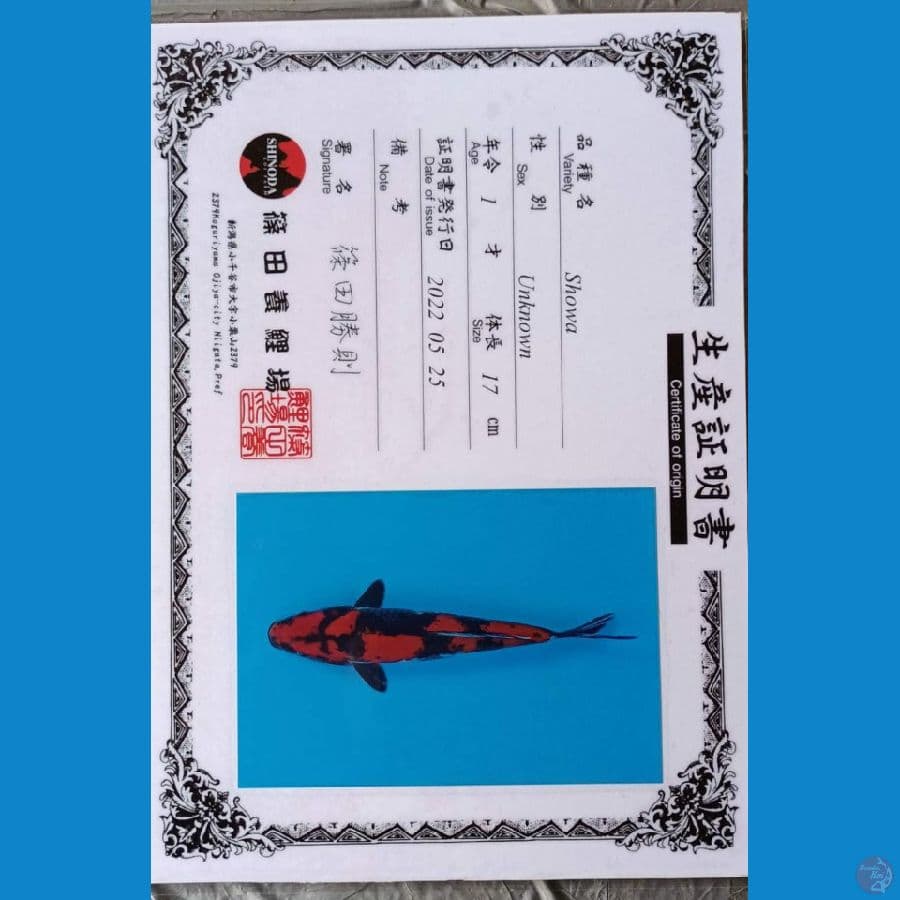 Shinoda Showa sz 25cm