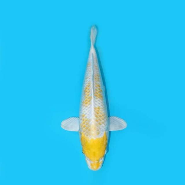 HARIWAKE 32 CM