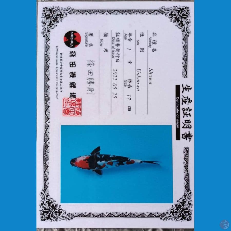Shinoda Showa sz 25cm