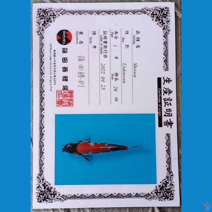Shinoda Showa sz 22cm