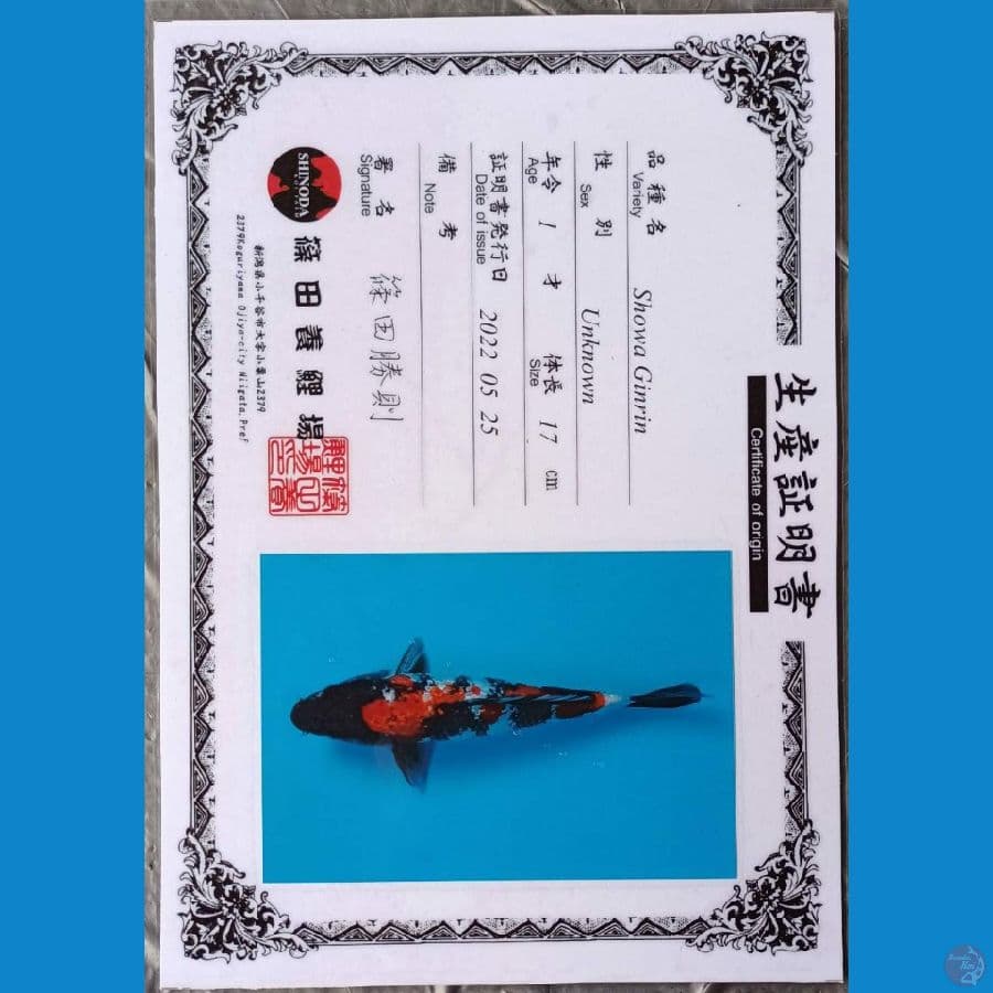 Shinoda Showa Ginrin 23cm