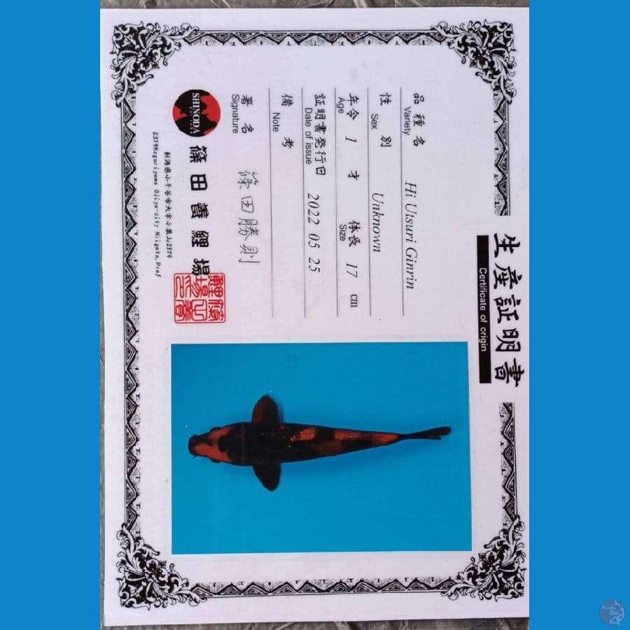 Shinoda Hi Utsuri sz 22cm