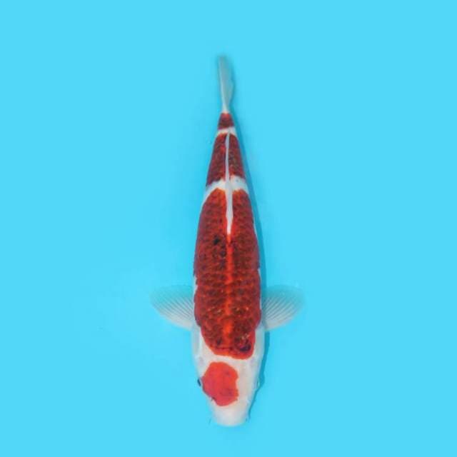 KOROMO 39 CM