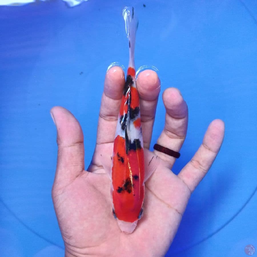 *SANKE//17 CM*