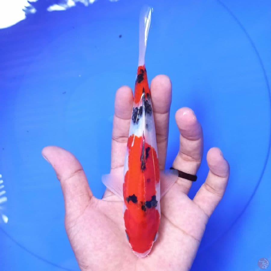 sanke 18 cm