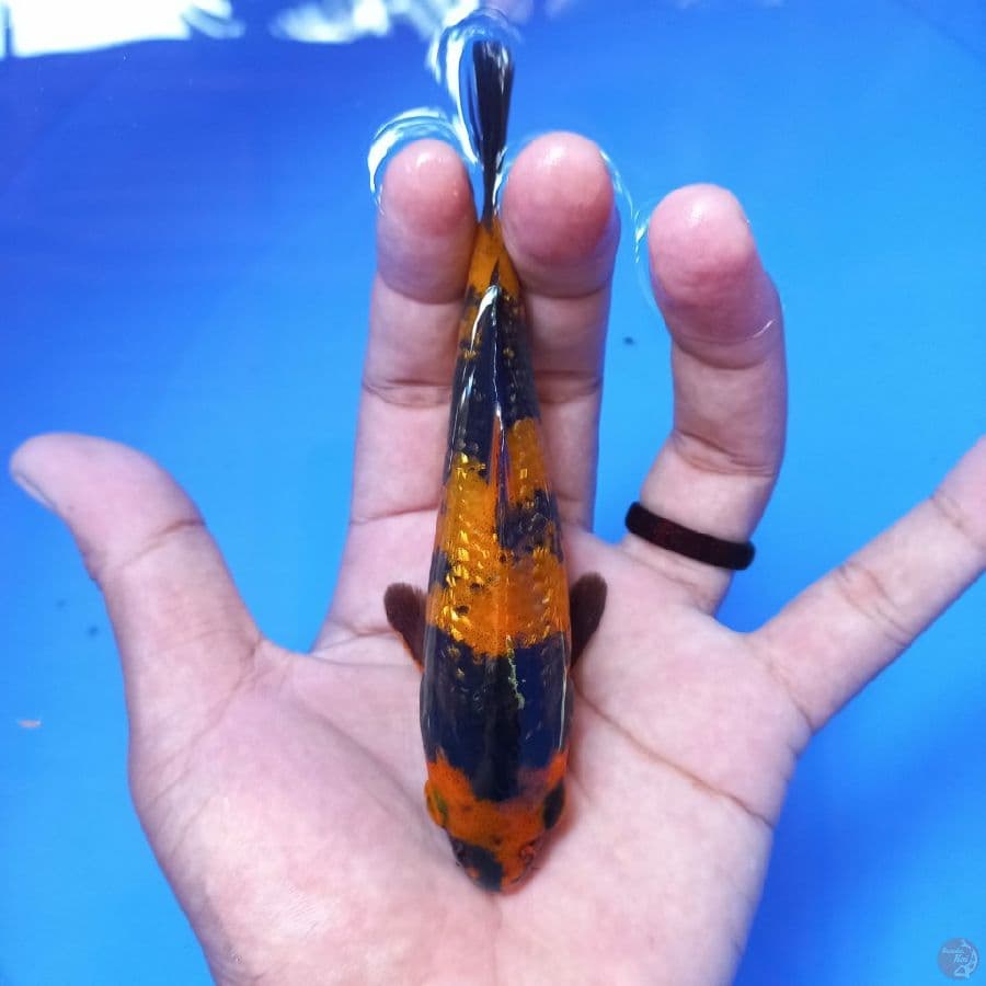 hi utsuri 13cm