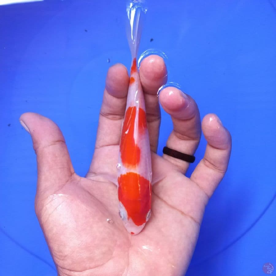 kohaku 14cm