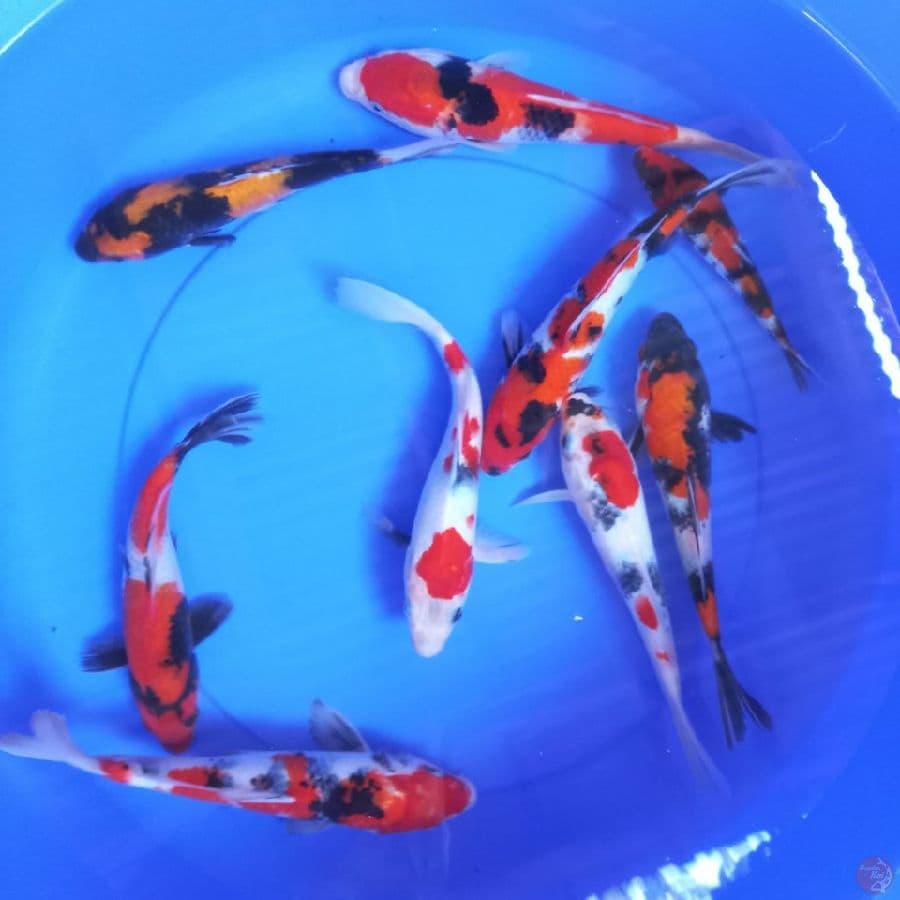 mix 16-26 cm