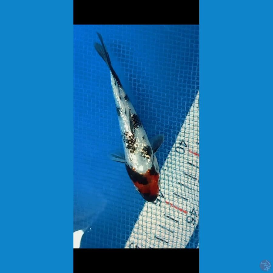 Tancho showa gindrin15cm