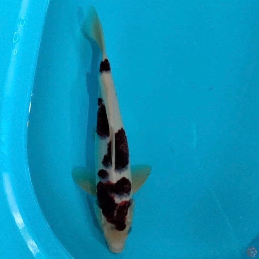 koromo 33cm