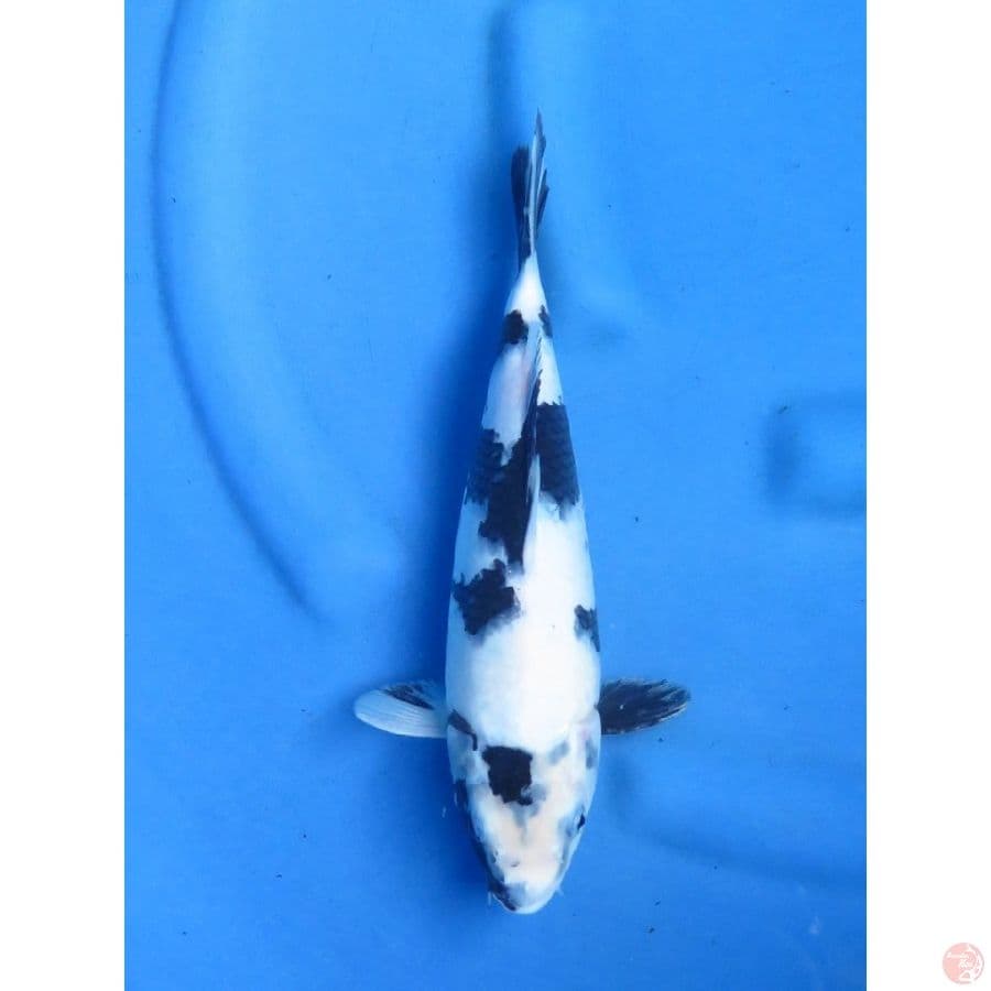 29cm , Shiro Tategoi