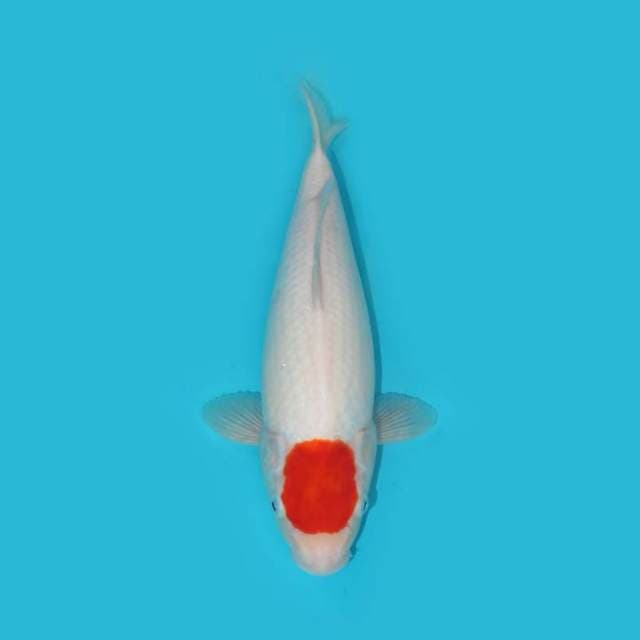 TANCHO KOHAKU F1 BULKY SPECIAL PUNUK 34 CM