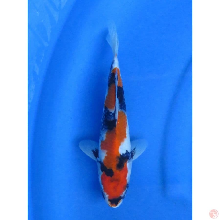 26cm , Showa Tategoi F1