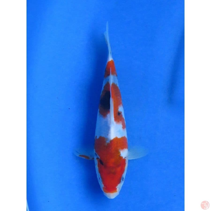 22cm , Showa F1 Tategoi