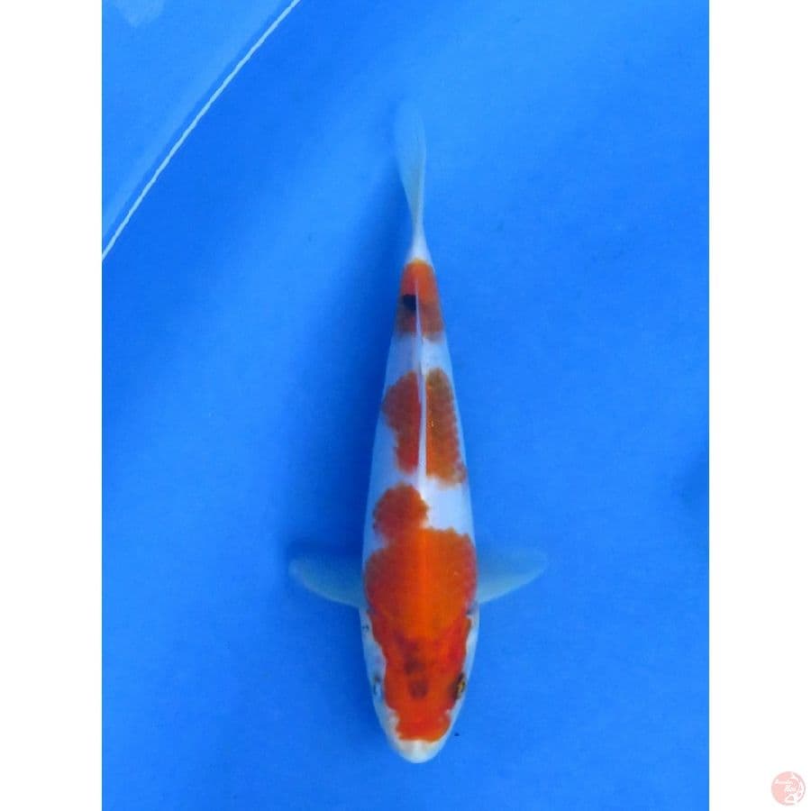 18cm , Showa F1 Tategoi