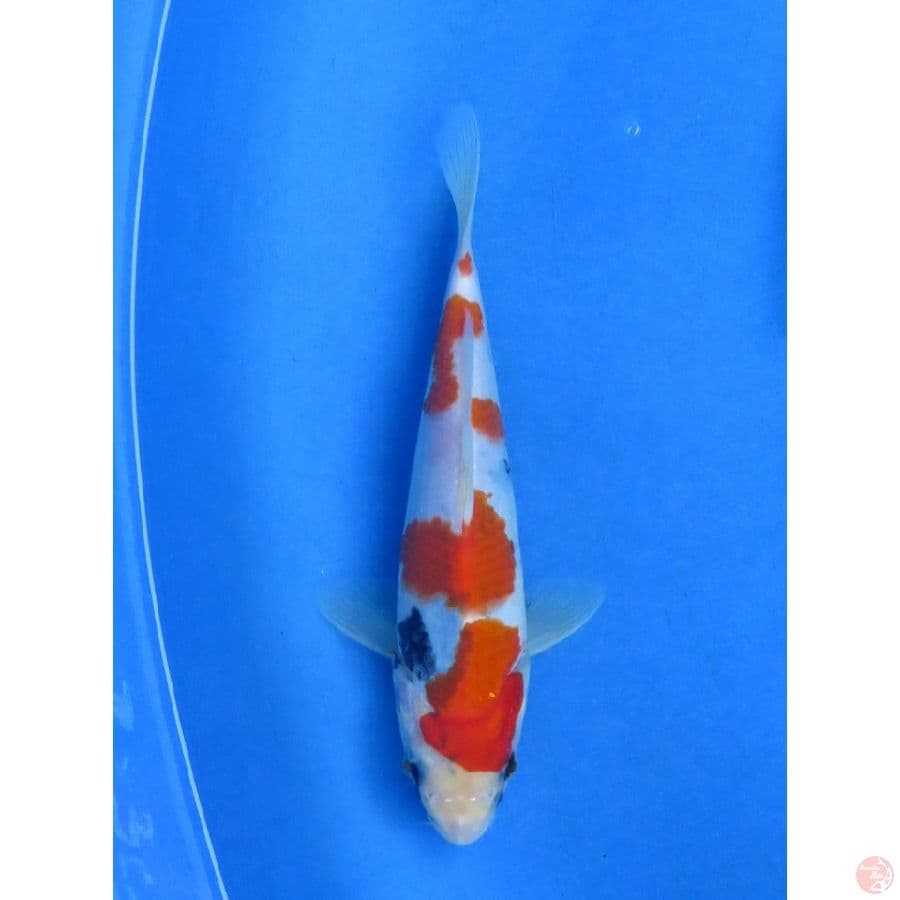20cm , Showa F1 Tategoi