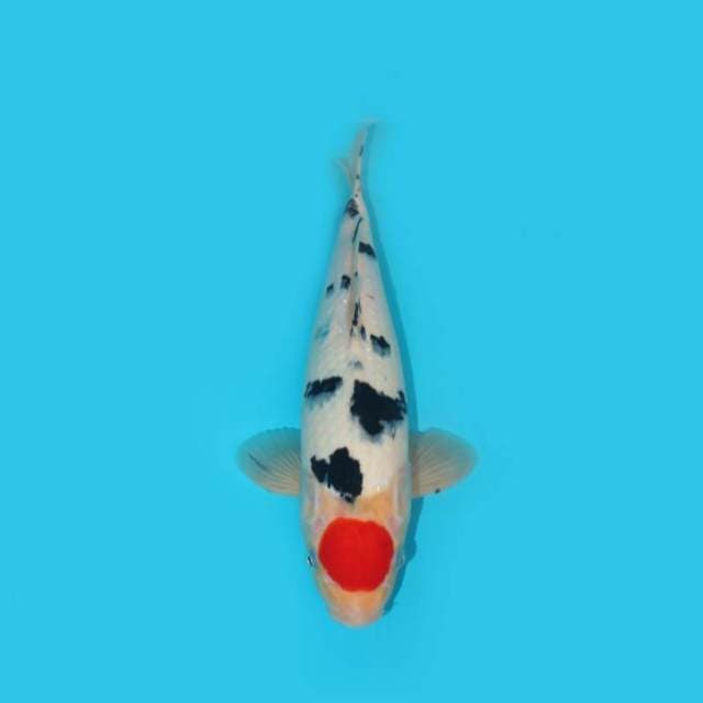 TANCHO SANKE F1 BERPUNUK 35 CM