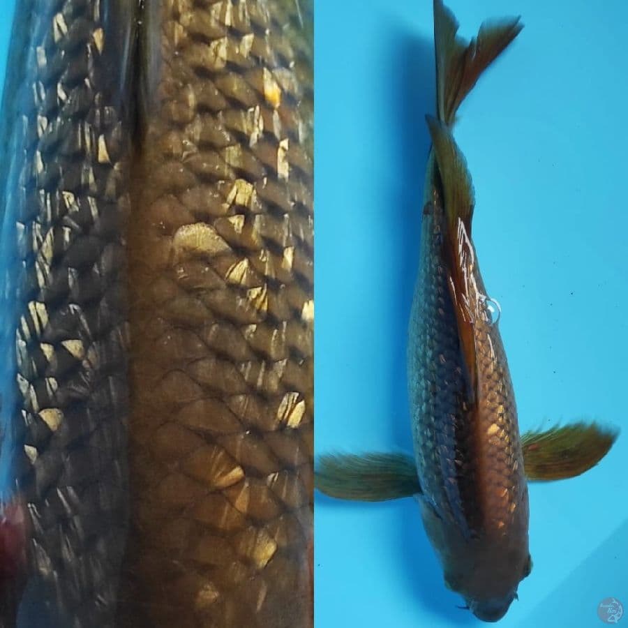 kumpay cagoi ginrin padat // 30cm
