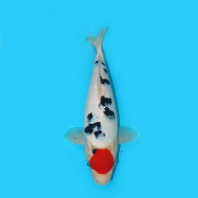 TANCHO SHOWA F1 BERPUNUK 33 CM