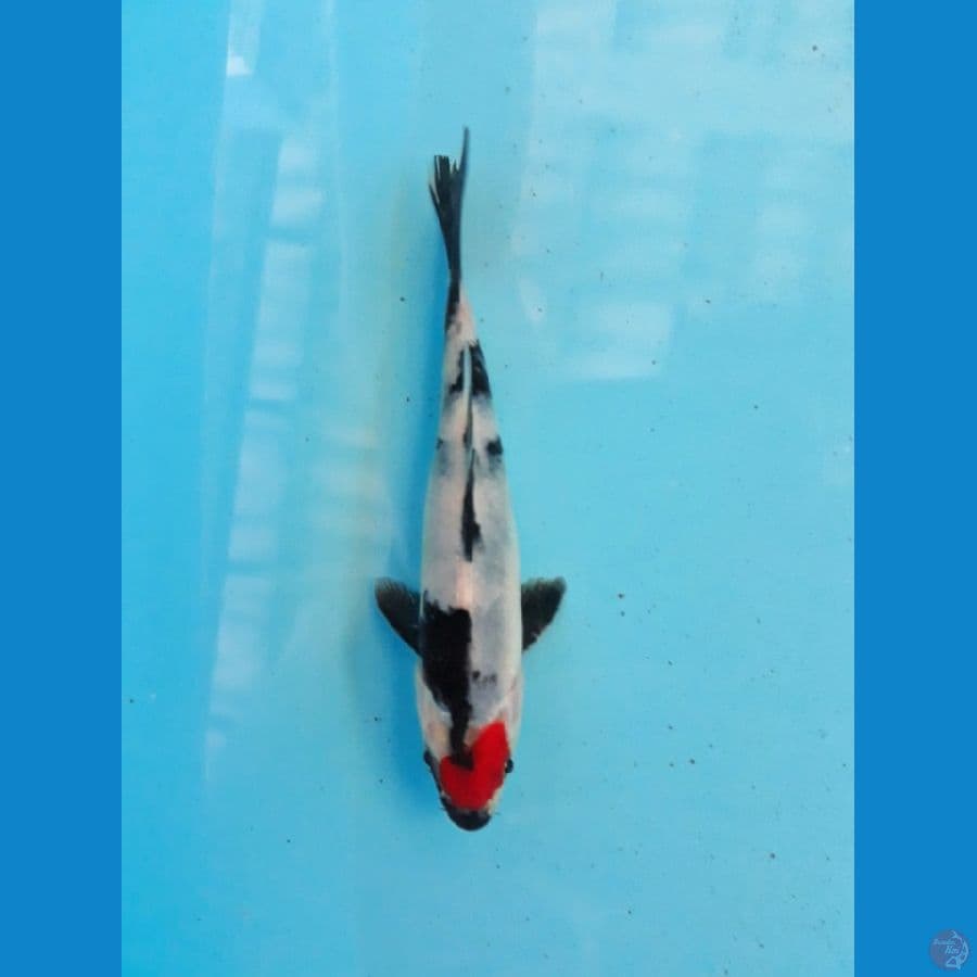 miniom tancho showa original 13 cm