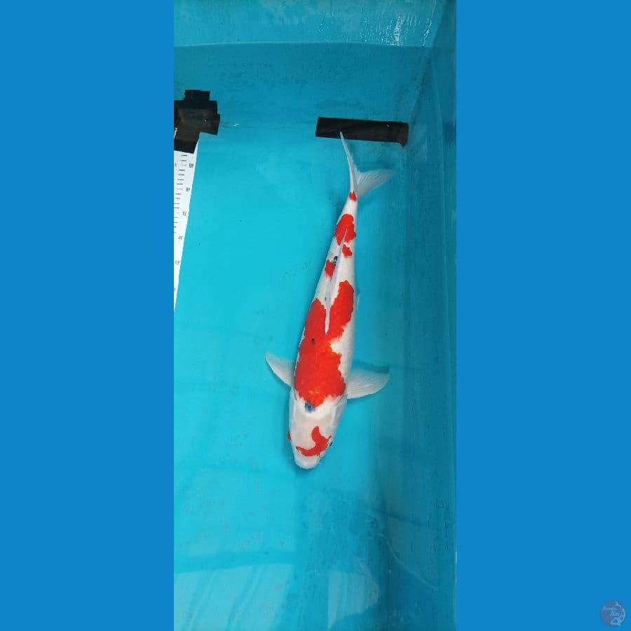 sanke 56 cm