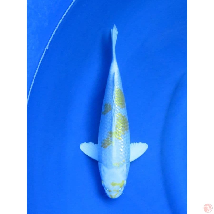 30cm , Male - Hariwake SQ