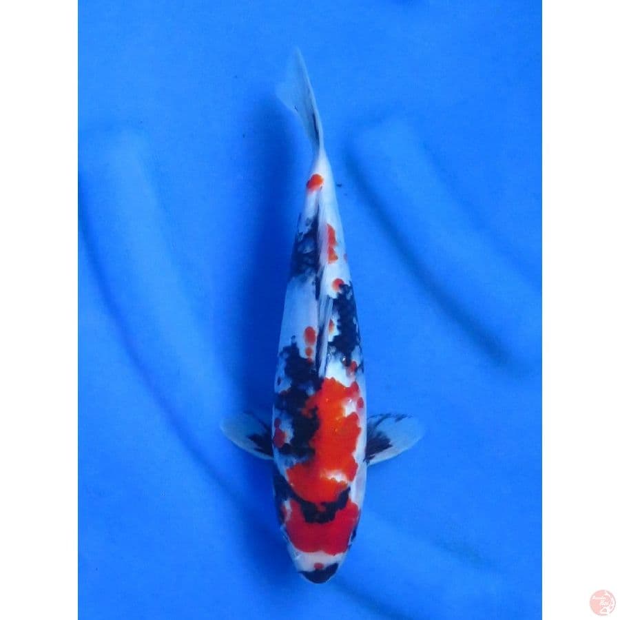 30cm , Male - Super Red Showa