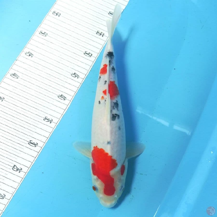 Sanke tsubosumi