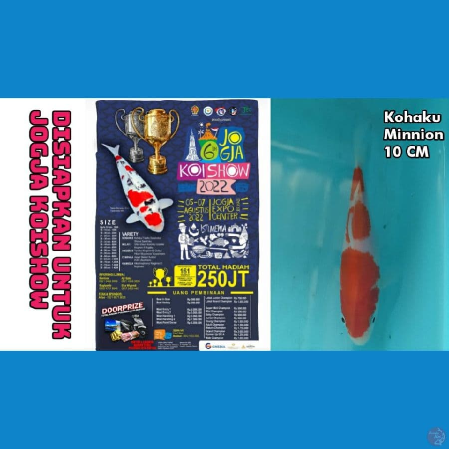 Kohaku Minnion 10cm