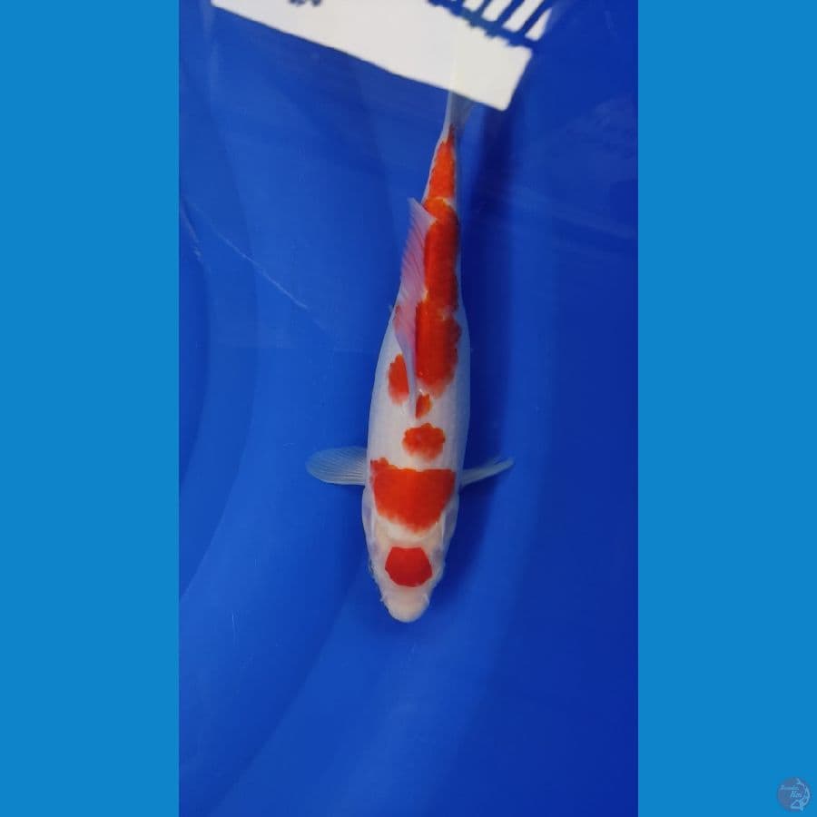 Kohaku ORI
