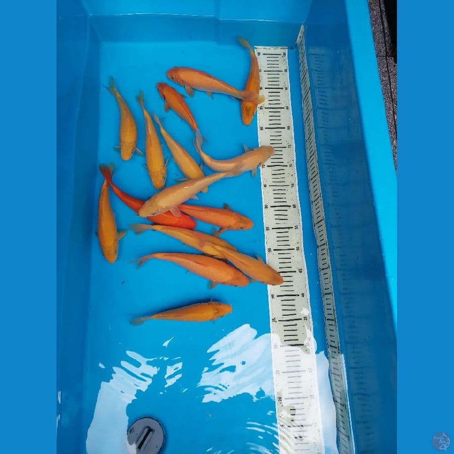 karasi dan red karasi bulky 15 ekor