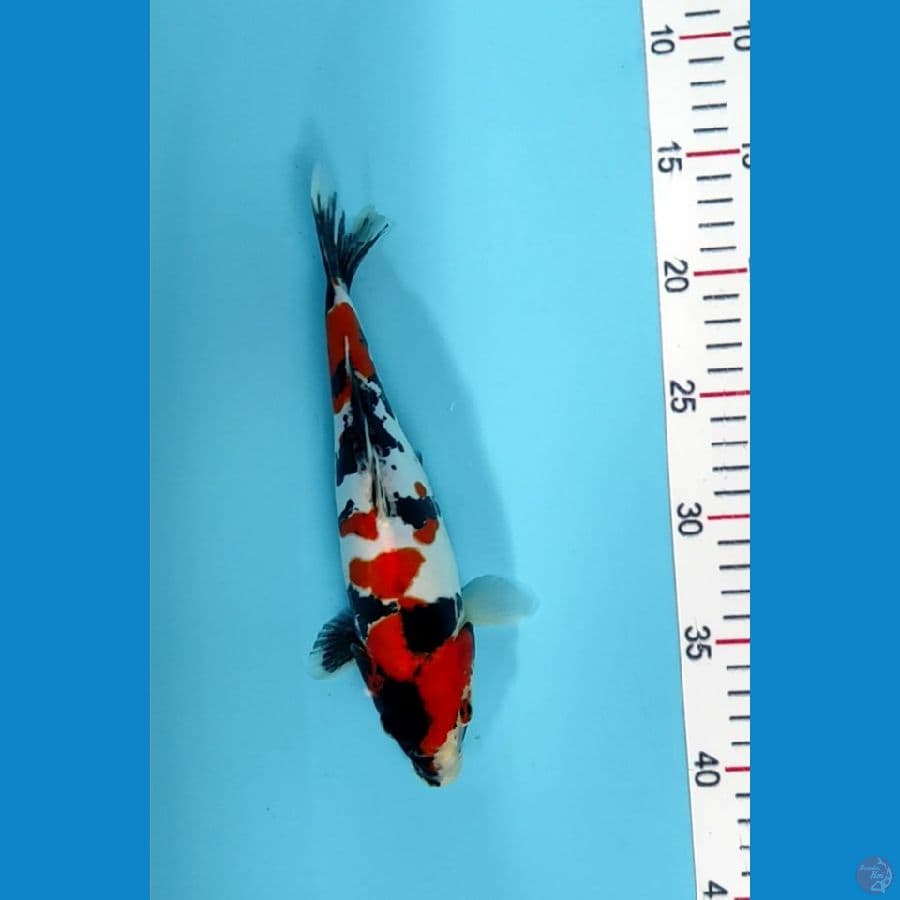 showa doitsu hq 25cm
