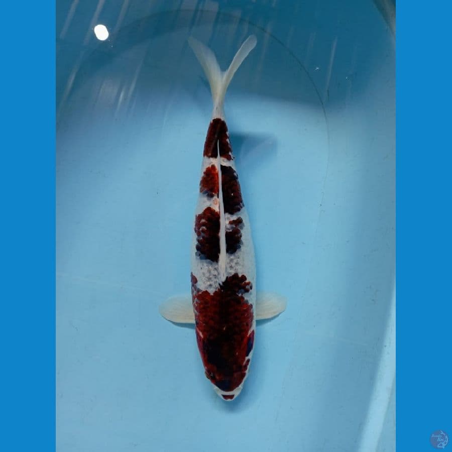 SPESIAL JUMBO BUDOGOROMO FM/45CM