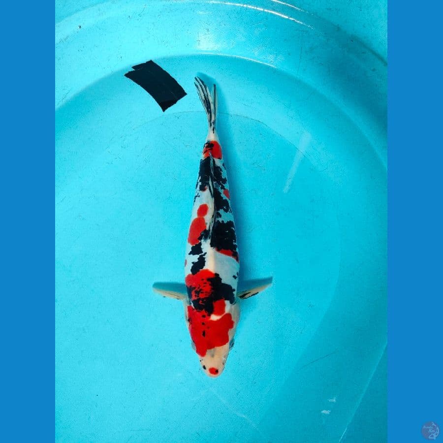 Showa Doitsu Male-35cm