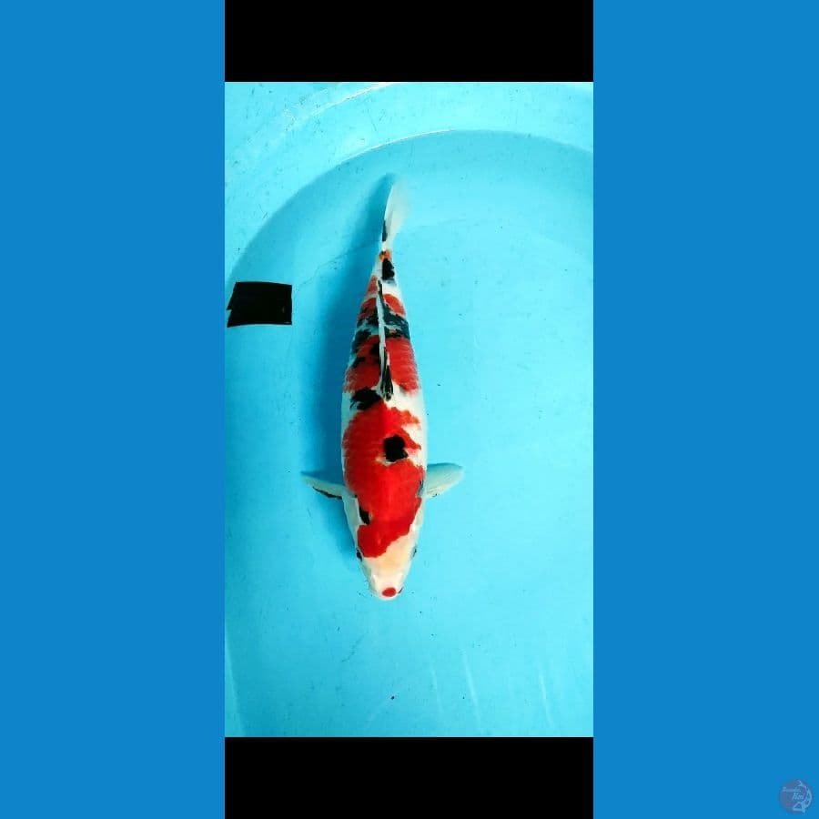 Sanke HQ Male-37cm